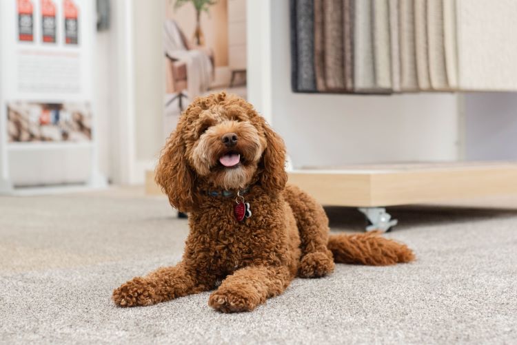 Maple the doddle laying on a soft carpet